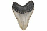 Huge, Fossil Megalodon Tooth - North Carolina #235524-2